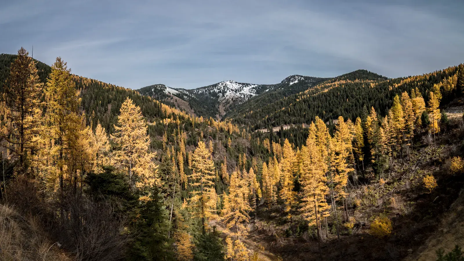 Mountain valley with golden larch trees in autumn and snow-capped peaks in the distance