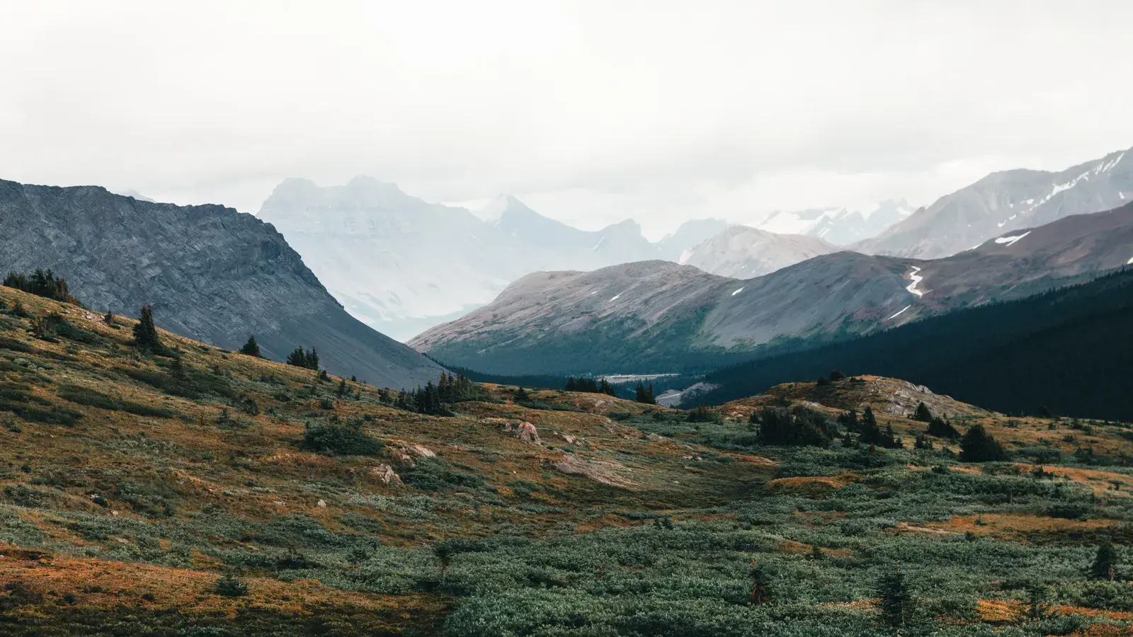Mountain valley with forested slopes, alpine meadow, and snow-capped peaks in the distance